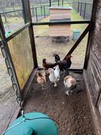 Kleurleggers drie hennen en twee hanen, Dieren en Toebehoren, Meerdere dieren, Kip