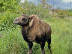 Prachtige, Ongecastreerde Kameelhengst Te Koop, Dieren en Toebehoren, September, Mannelijk