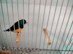 Goulds, Mannelijk, Tropenvogel