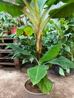 Musa Dwarf Cavendish Bananenplant - 1,5m, Ophalen
