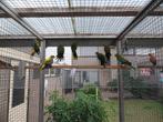 splendid, Dieren en Toebehoren, Vogels | Parkieten en Papegaaien, Meerdere dieren, Parkiet