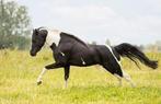 2 prachtige ASPC AMHR pony's met aanleg voor mennen, Met stamboom, Ruin, A pony (tot 1.17m), 3 tot 6 jaar