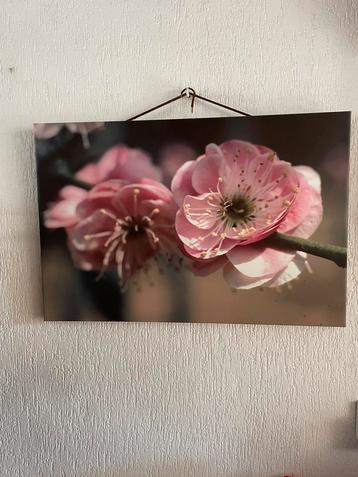 Canvas schilderij 90/60 japanse kersenbloesem beschikbaar voor biedingen