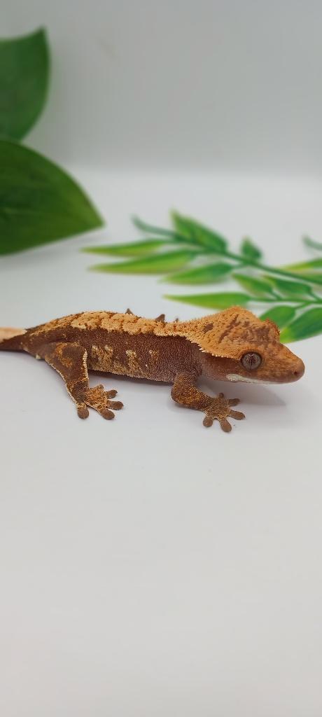 Leuke Donkerrode Wimpergekko man, Dieren en Toebehoren, Reptielen en Amfibieën, Hagedis, 0 tot 2 jaar, Tam
