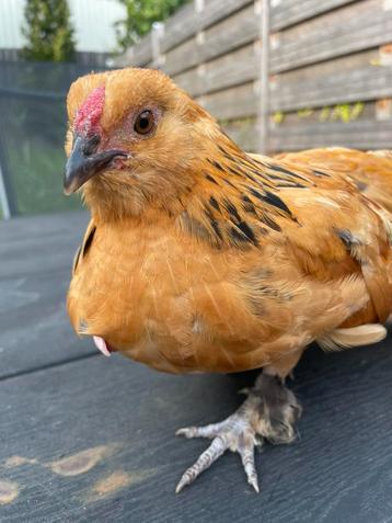 Kuiken sabelpoot kriel Antwerpse baardkriel beschikbaar voor biedingen