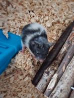 Goudhamsters, Dieren en Toebehoren, Knaagdieren, Hamster, Meerdere dieren, Tam, Oktober