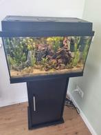 Juwel 60 liter aquarium met kast en LED controller, Ophalen, Gevuld zoetwateraquarium
