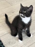 Britse korthaar katertje, Dieren en Toebehoren, Katten en Kittens | Raskatten | Korthaar, Kater, Ontwormd, 0 tot 2 jaar
