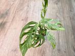 Monstera Adansonii Indonesian Marble Variegata, Ophalen of Verzenden, Overige soorten, Minder dan 100 cm