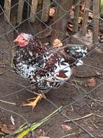 wyandotte krielhaan, Dieren en Toebehoren, Pluimvee, Mannelijk, Kip