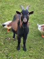 Mooie dekbok te koop, Dieren en Toebehoren, Mannelijk, Geit