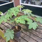 Tetrapanax Steroidal Giant rijstpapierplant al mooi groot, Volle zon, Vaste plant, Herfst, Ophalen