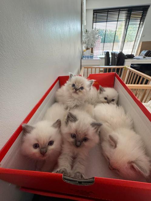 %100 raszuivere ragdolls kittens, Dieren en Toebehoren, Katten en Kittens | Raskatten | Korthaar, 0 tot 2 jaar, Ontwormd