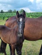 Veelbelovend merrieveulen van Next in Line, Dieren en Toebehoren, Paarden, Merrie, Springpaard, Gechipt, Niet van toepassing