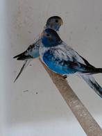 Splendid parkieten, Dieren en Toebehoren, Vogels | Parkieten en Papegaaien, Geslacht onbekend, Parkiet, Geringd