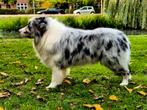 Dekreu australian shepherd aussie  bleu merle, Dieren en Toebehoren, Honden | Dekreuen, Rabiës (hondsdolheid), Reu, 1 tot 2 jaar