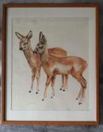 Aquarel op papier met ree kalfjes [1375]  [AnKuOv], Ophalen of Verzenden