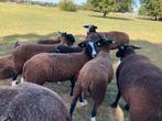 Zwartbles ooilam, Dieren en Toebehoren, Schapen, Geiten en Varkens, Mannelijk, Schaap, 0 tot 2 jaar