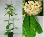 Hoya Globulosa's , 3 stekken voor 7,50, Ophalen of Verzenden, Overige soorten, Minder dan 100 cm