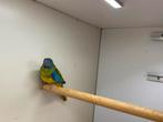 Splendid pop, Dieren en Toebehoren, Vogels | Parkieten en Papegaaien, Vrouwelijk, Parkiet