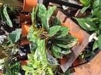 Calathea Flamestar, Overige soorten, In pot, Minder dan 100 cm, Groene kamerplant