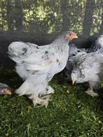 Brahma hennen en hanen 2 maanden oud te koop, Dieren en Toebehoren, Pluimvee, Meerdere dieren, Kip