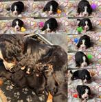 berner sennen pups / nog 1 reutje, CDV (hondenziekte), Meerdere, Meerdere dieren, Nederland