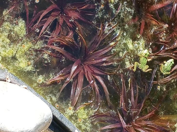 GROTE KRABBENSCHEER, vijverplant, Tuin en Terras, Vijver-toebehoren, Ophalen