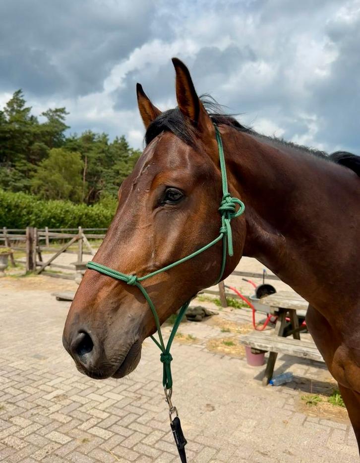 verzorgpaard aangeboden, verzorg(st)er gezocht, Dieren en Toebehoren, Paarden en Pony's | Overige Paardenspullen, Nieuw, Overige soorten