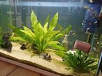 Mooi aquarium inclusief vissen. Vissen evt ook apart te koop, Dieren en Toebehoren, Vis