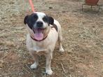 Kikitsa verblijft en n Griekenland, Dieren en Toebehoren, Honden | Niet-rashonden, Particulier, Rabiës (hondsdolheid), 1 tot 2 jaar
