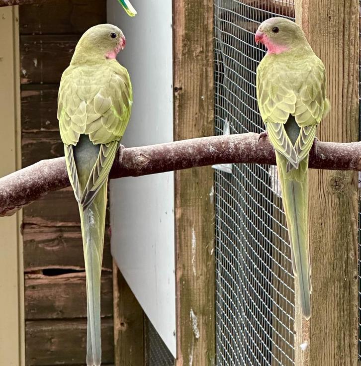 Princess of wales parkieten, Dieren en Toebehoren, Vogels | Parkieten en Papegaaien, Parkiet, Meerdere dieren