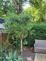 mooie olijfboom te koop, Tuin en Terras, Planten | Bomen, Ophalen, Volle zon, Olijfboom, 250 tot 400 cm
