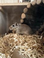 Tam gerbils vrouwtje tekoop., Augustus, Vrouwelijk, Overige typen, Tam