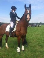 Bijrijd paard gezocht/paard om af en toe te rijden, Ophalen