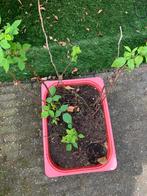 Bak met 4 frambozenplanten en een aantal kleintjes, Ophalen of Verzenden, Zomer, Volle zon