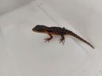 Cordylus tropidosternum nakweek 2025, Hagedis, 0 tot 2 jaar