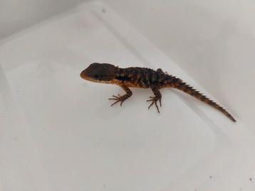 Cordylus tropidosternum nakweek 2025 beschikbaar voor biedingen
