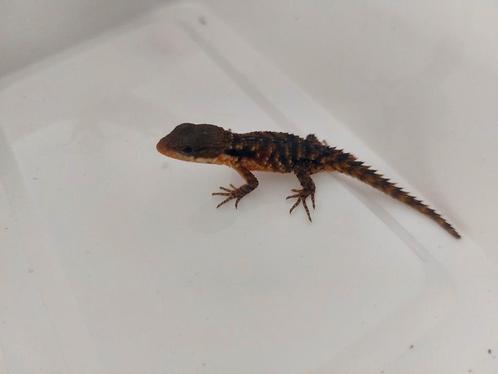 Cordylus tropidosternum nakweek 2025, Dieren en Toebehoren, Reptielen en Amfibieën, Hagedis, 0 tot 2 jaar