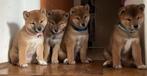 Shiba Inu puppy, Dieren en Toebehoren, Particulier, Rabiës (hondsdolheid), Meerdere, 8 tot 15 weken