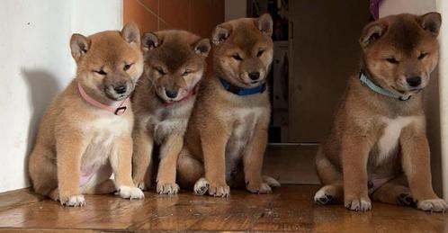 Shiba Inu puppy, Dieren en Toebehoren, Honden | Chihuahua's en Gezelschapshonden, Meerdere dieren, Overige rassen, Particulier