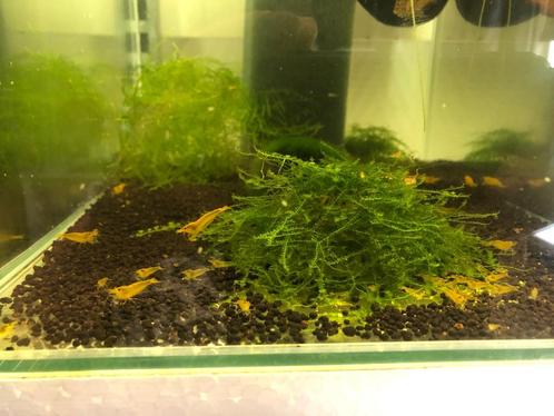 Yellow Kingkong garnalen, Dieren en Toebehoren, Vissen | Aquariumvissen, Zoetwatervis, Kreeft, Krab of Garnaal, Schoolvis