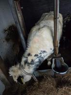 Dikbil pinken runderen