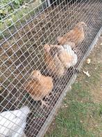 Mooie, tamme, kuikens, Dieren en Toebehoren, Meerdere dieren, Kip