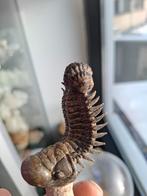 Trilobiet, Ophalen of Verzenden