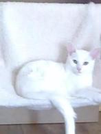 Vermist Shiva Witte kat  kruising siamees (door ouderdom kan, Kat