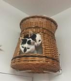 Twee lieve poesjes zoeken een nieuw thuis, Dieren en Toebehoren, Katten en Kittens | Raskatten | Korthaar, Poes, Gechipt, 3 tot 5 jaar