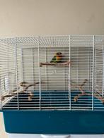 Agapornis te koop, Ophalen, Zo goed als nieuw, Metaal, Vogelkooi
