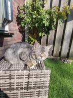 Kat te koop, Dieren en Toebehoren, Katten en Kittens | Overige Katten, Kater