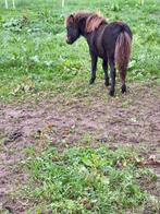 tekoop hengst veulen, Dieren en Toebehoren, Pony's, Niet van toepassing, 0 tot 2 jaar, Hengst, A pony (tot 1.17m)